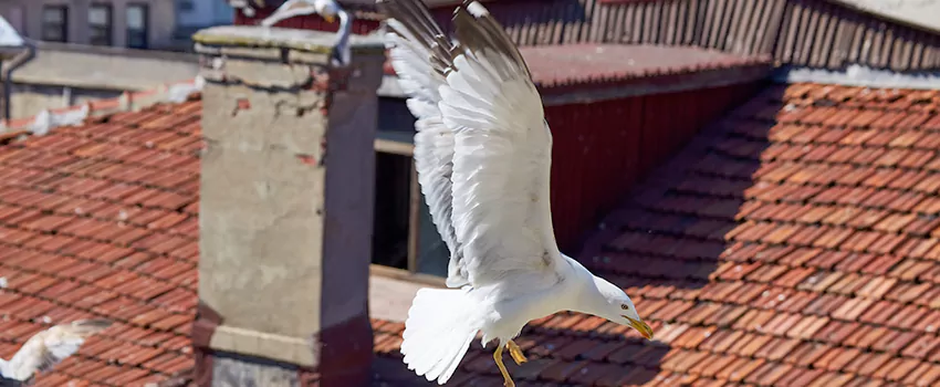 Residential Chimney Animal Removal Solution in Garfield Heights, OH