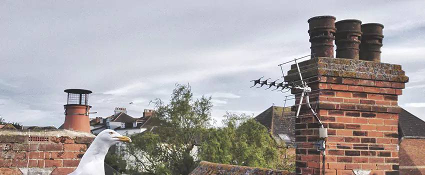 Chimney Cleaning And Restoration in Garfield Heights, Ohio